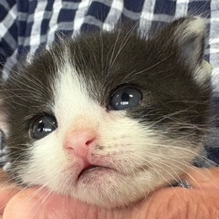 里親さん決まりました　可愛いハチワレちゃん