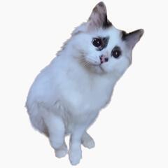 ラグドールミックス 子猫 男の子2匹