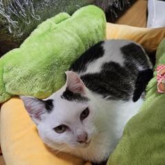 猫探しています、ご協力お願いします - 青森市