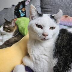 猫探しています、ご協力お願いします