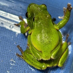 【京都府】シュレーゲルアオガエル　1ペア　配送のみの画像