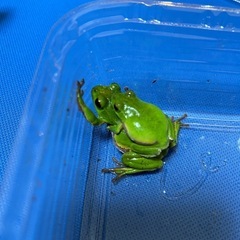 【京都府】シュレーゲルアオガエル　1ペア　配送のみの画像