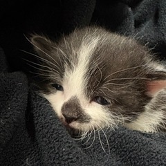 オス子猫３匹　白黒２匹とくろ