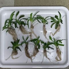 【メダカビオトープ等】ナガバオモダカ②　水草　1株100円（おま...