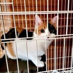 かわいい三毛猫ちゃん