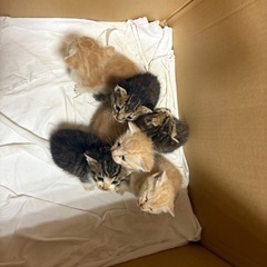 性別不明 仔猫 (応募が沢山来ているため一旦募集停止いたし…