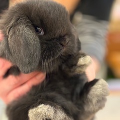 ポーランドロップイヤーと2人暮らしLINE友になって下さい！