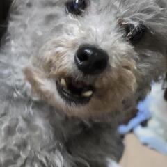 犬猫保護活動譲って下さい