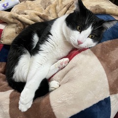 保護猫