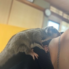 1歳のモモンガ