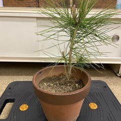【急募、処分】小さい松の木（植木鉢仕様）