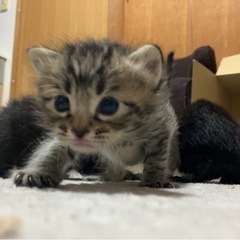 🌷🍃とってもかわいい親子🌷🍃🌛🌛🌛