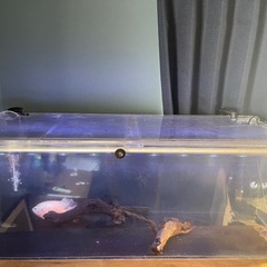 【生体付き！】120cm アクリル水槽セット 