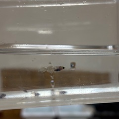 〜25日までお値下げ中〜メダカ菊虎の画像