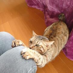 ずっとのお家を探してます！