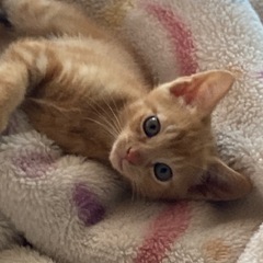 茶色い子猫・白のクリーム色の子猫