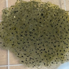 おたまじゃくし　