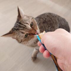 保護猫達をお迎えしませんか?