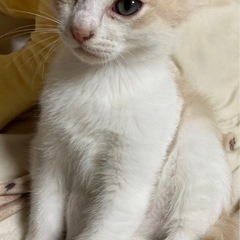 茶色い子猫・白のクリーム色の子猫 - いわき市