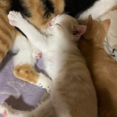 茶色い子猫・白のクリーム色の子猫 - 猫