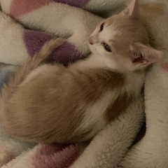 茶色い子猫・白のクリーム色の子猫 − 福島県