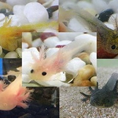 ウーパールーパー