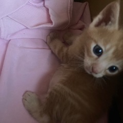 茶色い子猫・白のクリーム色の子猫 - 里親募集