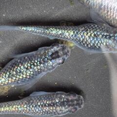 人気メダカ　強青ラメサファイア　画像が親魚の有精卵35個を出品致します。の画像