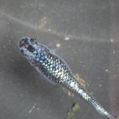 人気メダカ　強青ラメサファイア　画像が親魚の有精卵35個を出品致します。の画像