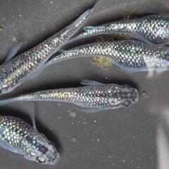 人気メダカ　強青ラメサファイア　画像が親魚の有精卵35個を出品致します。の画像