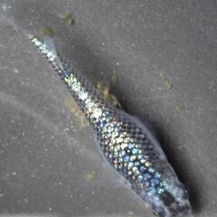 人気メダカ　強青ラメサファイア　画像が親魚の有精卵35個を出品致します。の画像