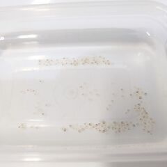 メダカの卵の画像