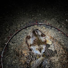 釣り友達や大型熱帯魚仲間が欲しいです❗️