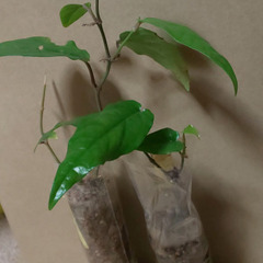 ヒハツの苗　2個セット　袋入りの画像
