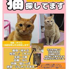 鍵しっぽの茶トラのオスの迷子猫です。