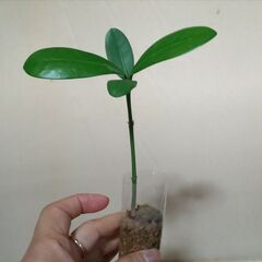フクギの苗　袋入り2個セットの画像