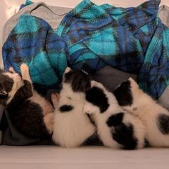 【里親募集開始】4/20頃生まれの子猫4匹　譲渡は約2ヶ月…
