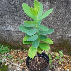 青雁皮の苗　沈丁花科
