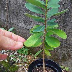 青雁皮の苗　沈丁花科の画像