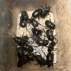 カブトムシ成虫の画像