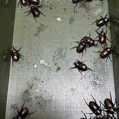 カブトムシ成虫の画像