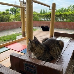 猫カフェに行きたい