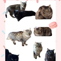 多頭飼い飼育崩壊による里親募集