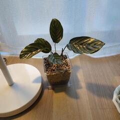 らくがきみたいおもしろい葉っぱです🌱
