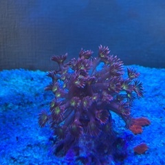 サンゴ