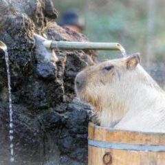 APEXフレンド募集中！