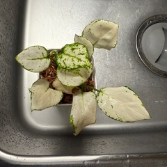 観葉植物　アグラオネマ 