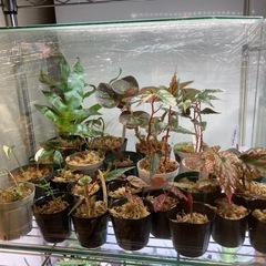ジメジメ系　熱帯植物　販売します。
