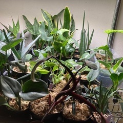 観葉植物販売します。 - 札幌市