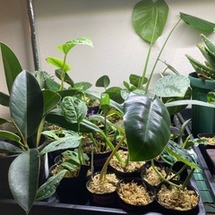 観葉植物販売します。
